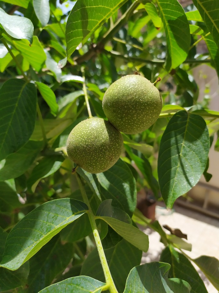 گردو
