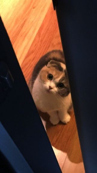cute cat