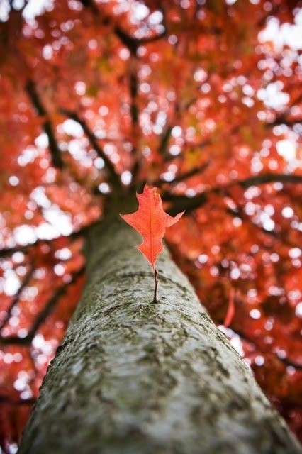 Autumn love