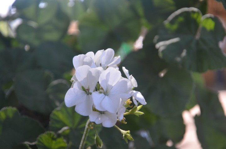 Flowers in a pot
