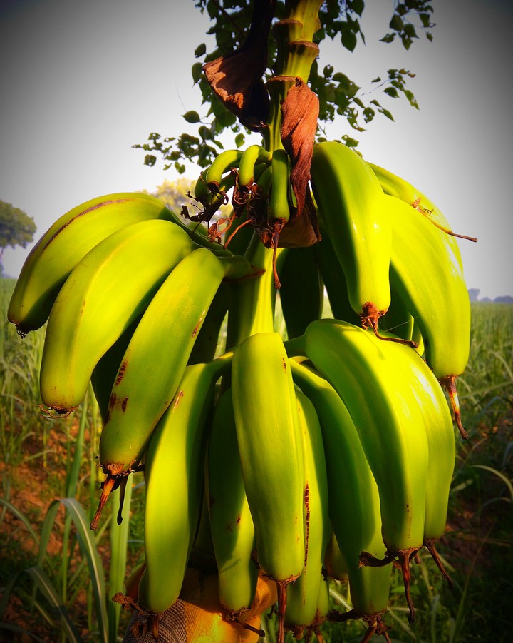 banana fruit❤❤