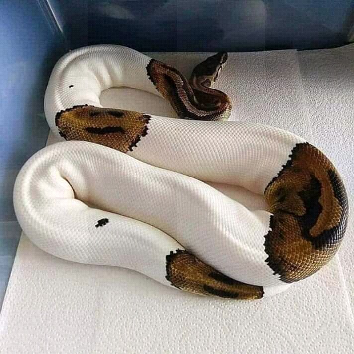 nice snake