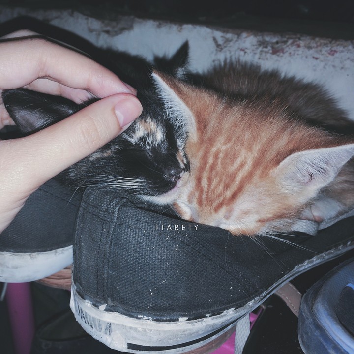 Who likes cats?