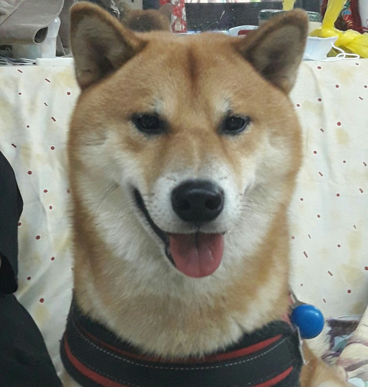 shiba
