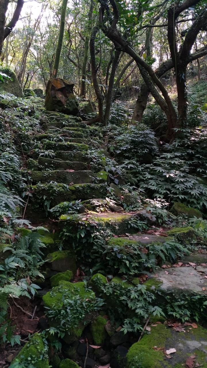 Mossy Trail