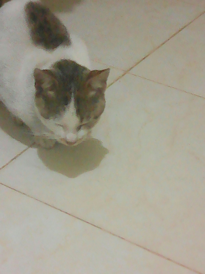 kitty