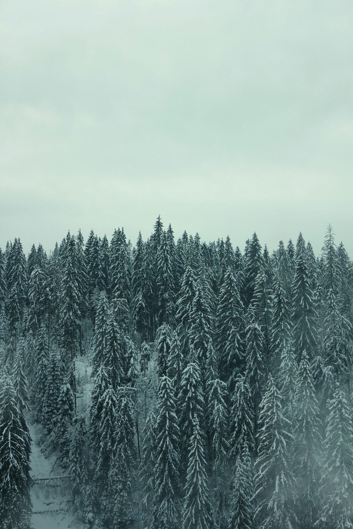 forest