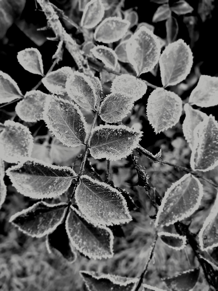 Wintery