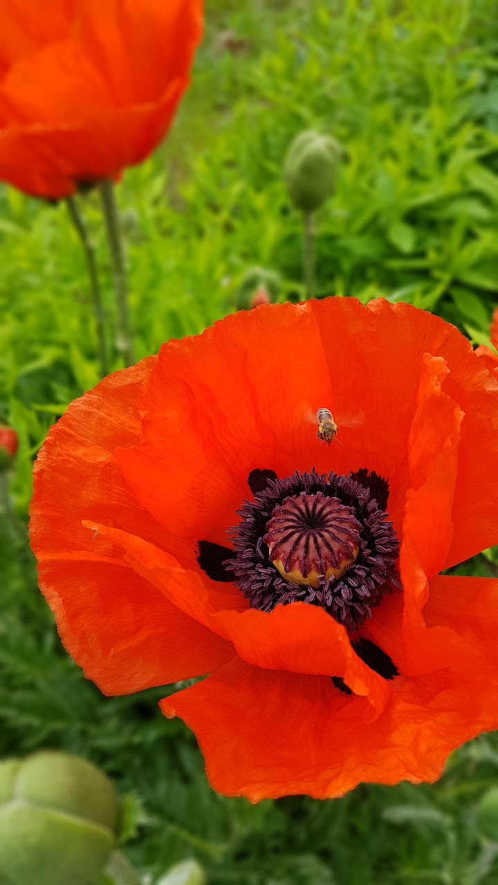 poppies