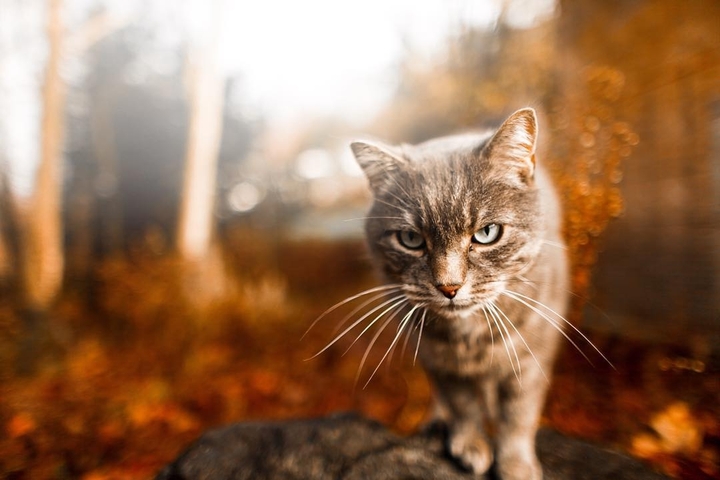 cat
