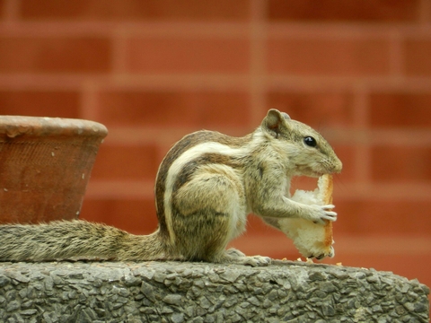 squirrel