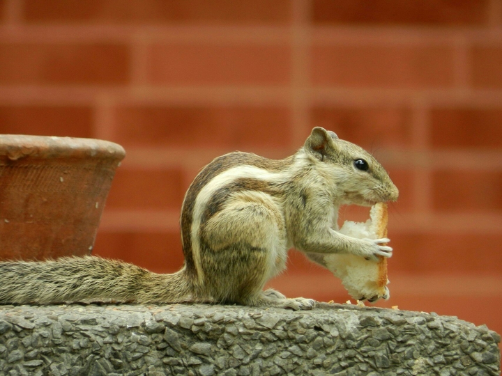 squirrel