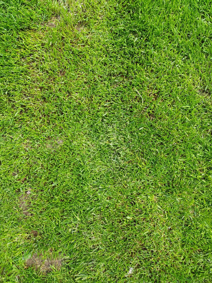 Grass