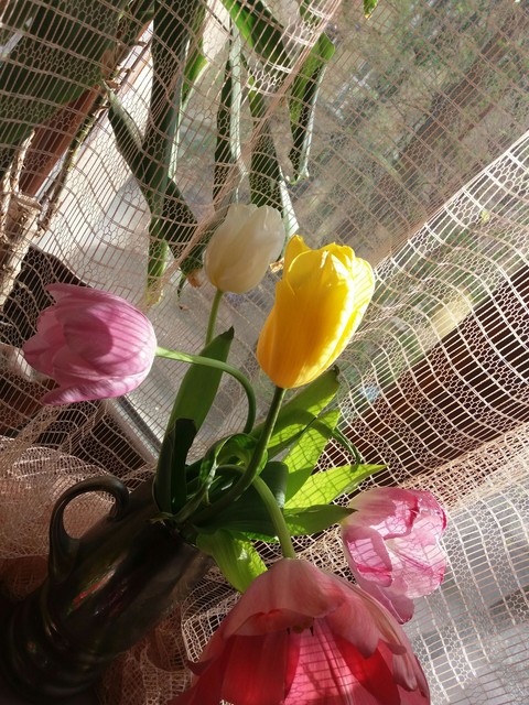 Tulips.