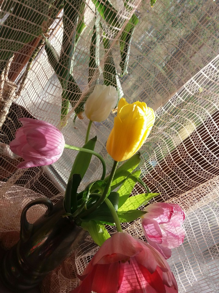 Tulips.