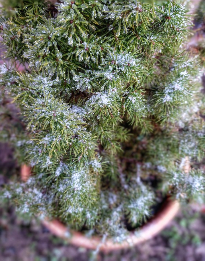 Snow