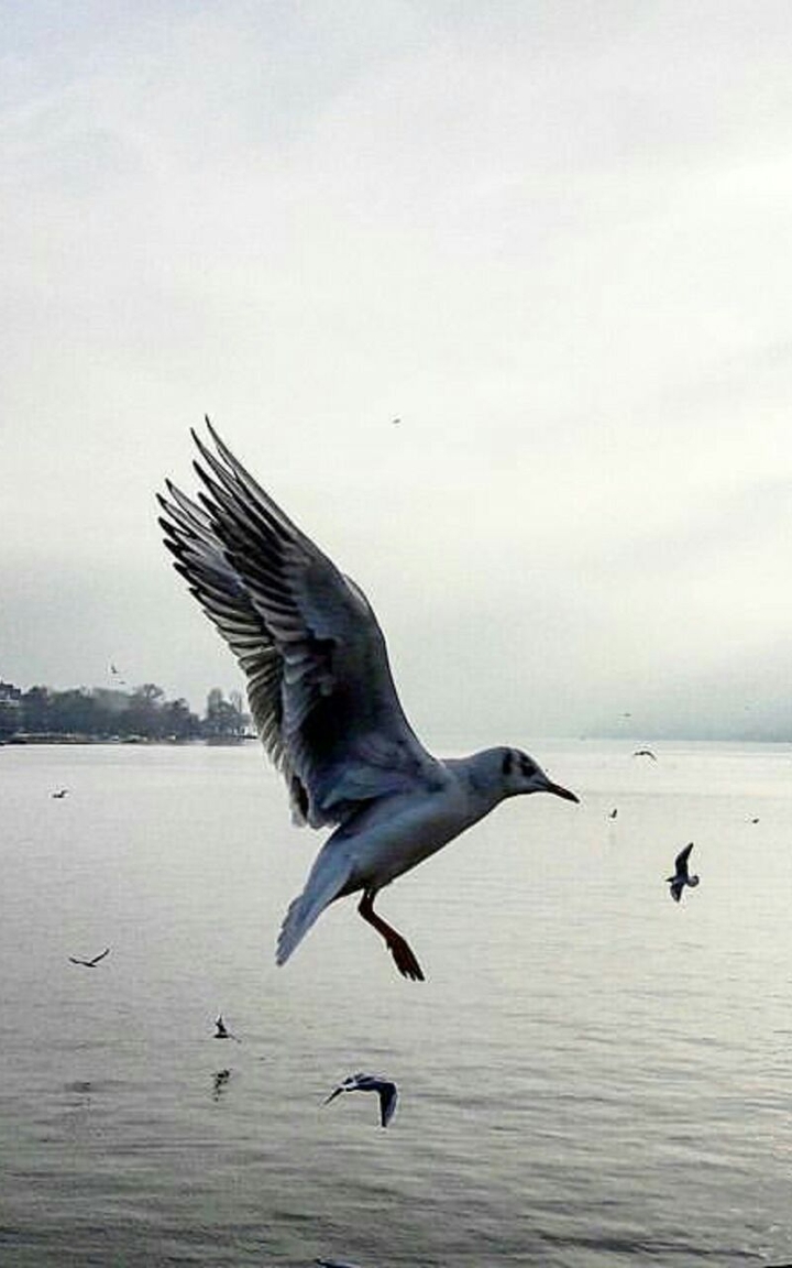 Birds don't just fly, they fall down and get up
(с)