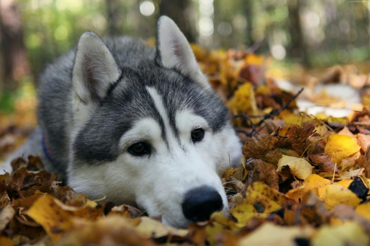 hasky