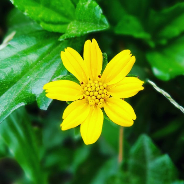 Beautiful flowers