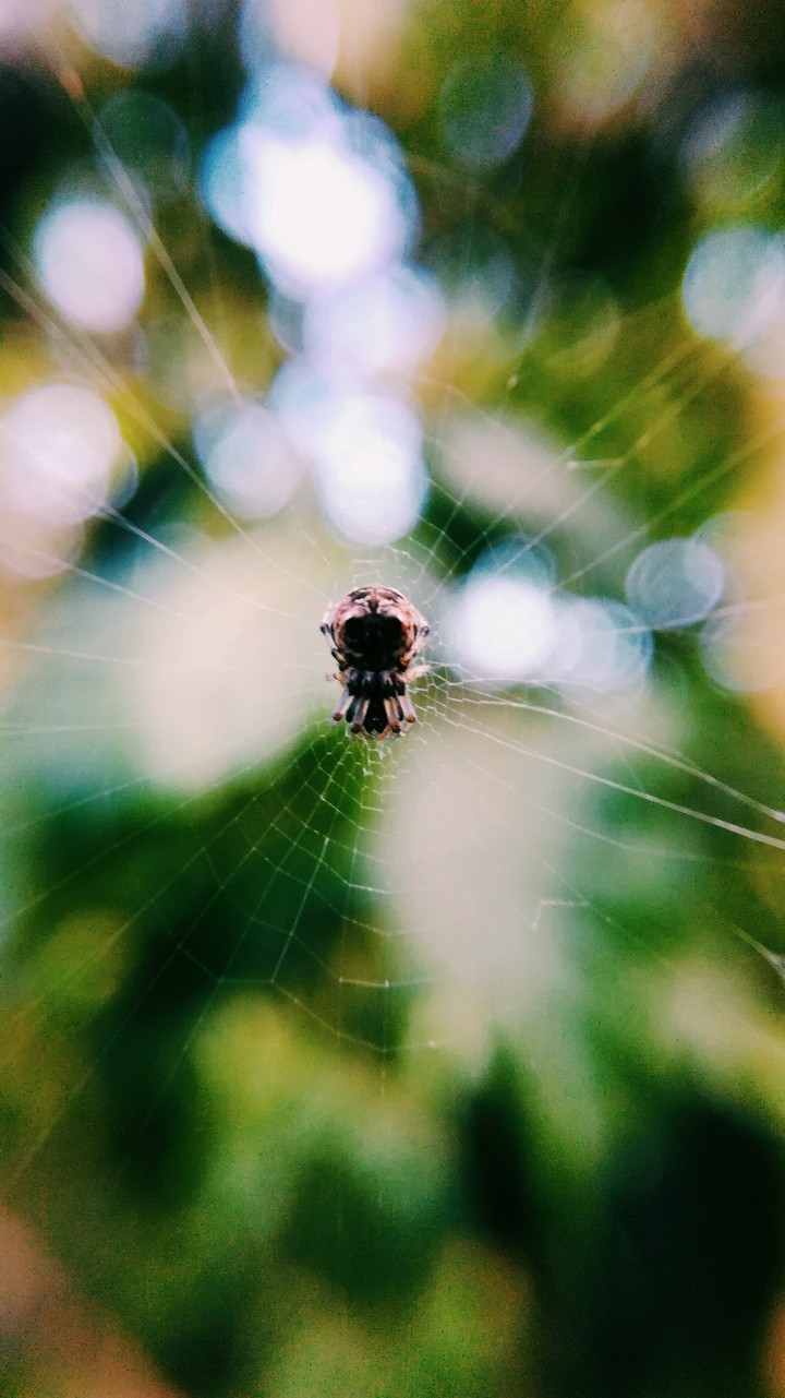 macro