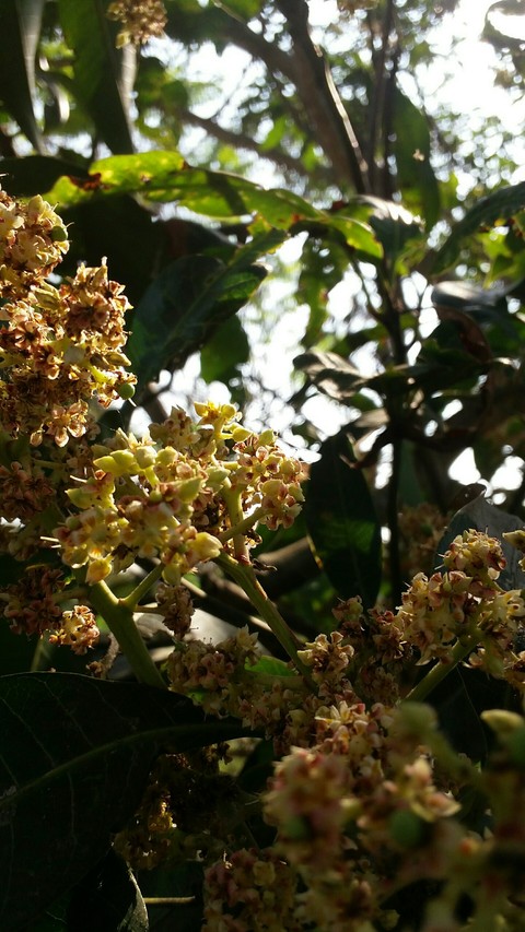 baby mangoes