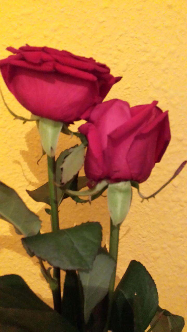 rosas