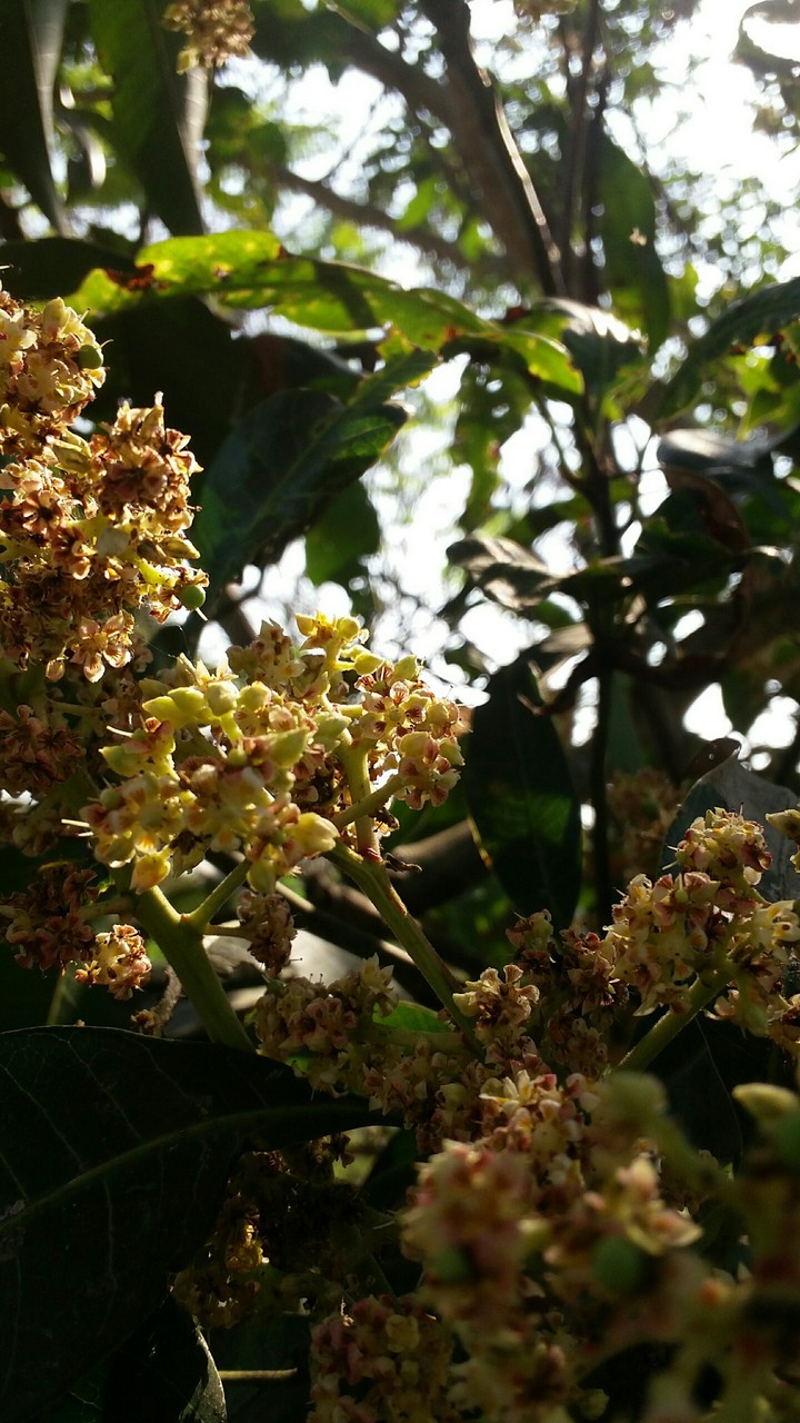 baby mangoes