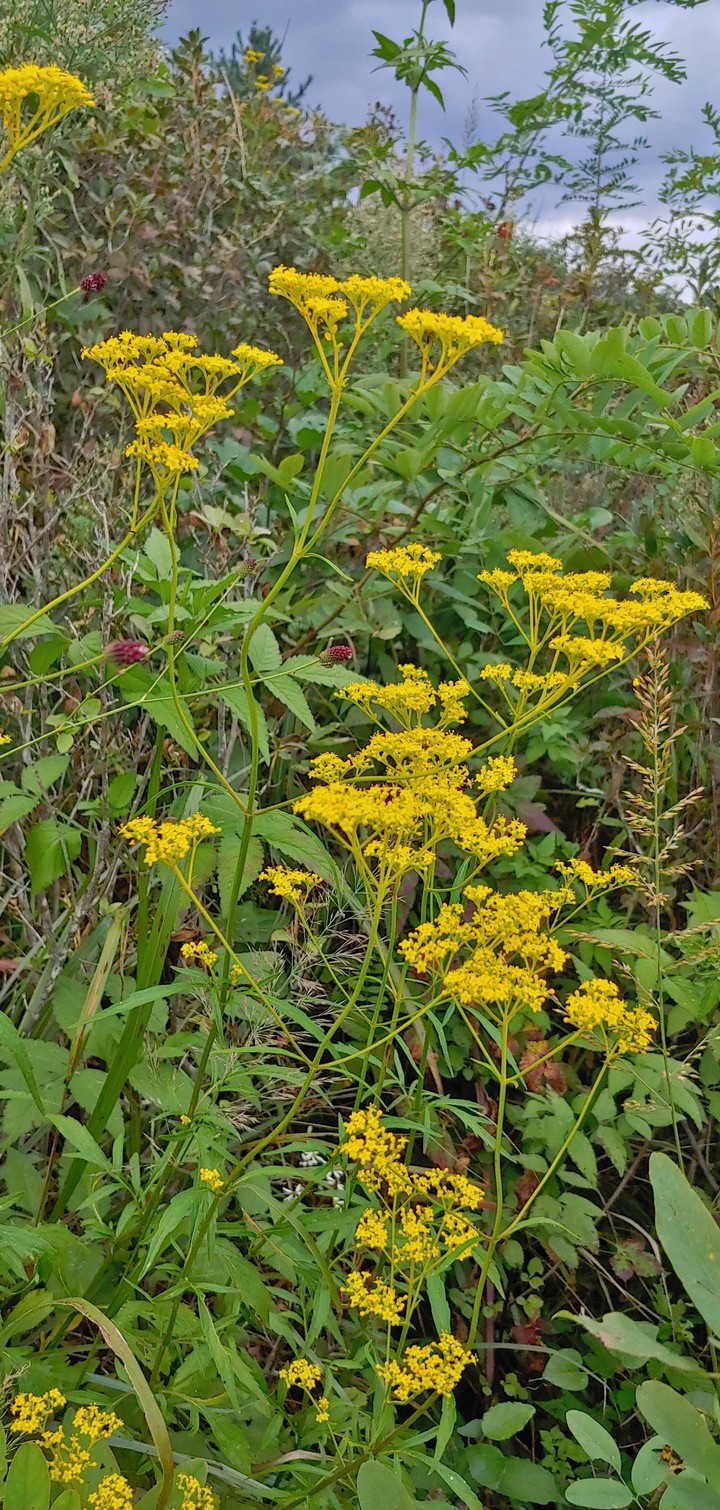 yellow wildflower^^