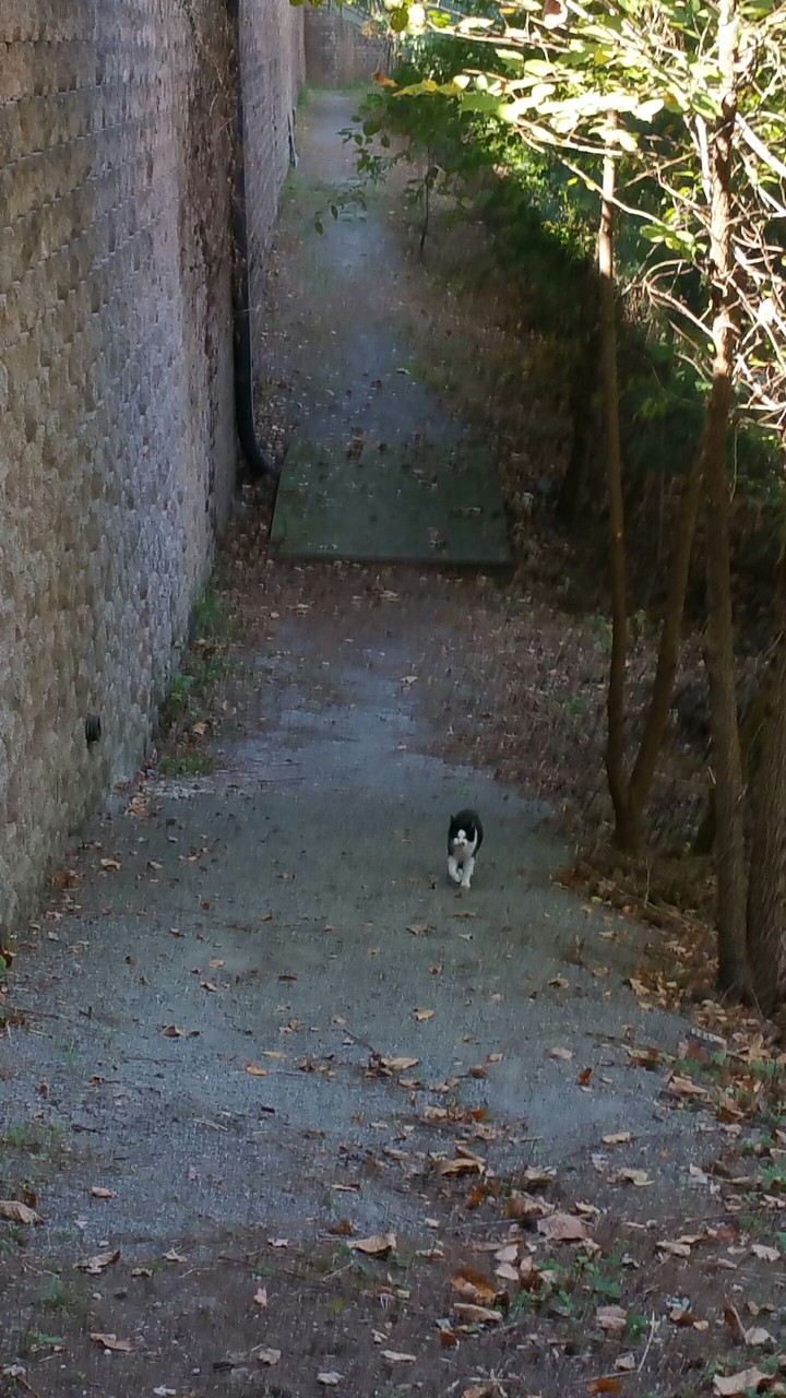 Cat-Wait For Me