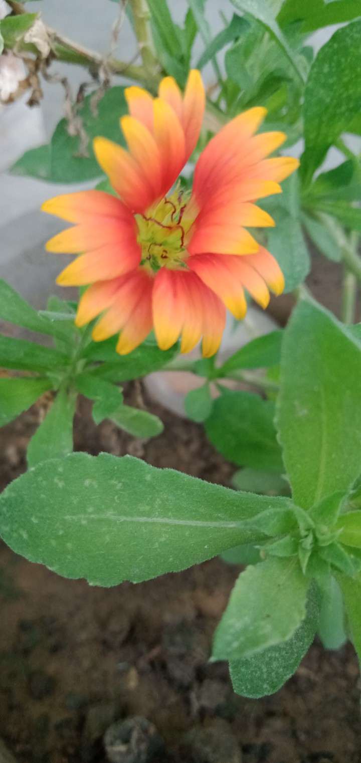 The flower