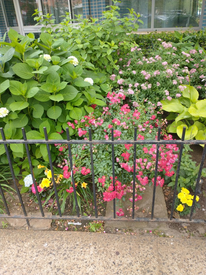 Shrubs