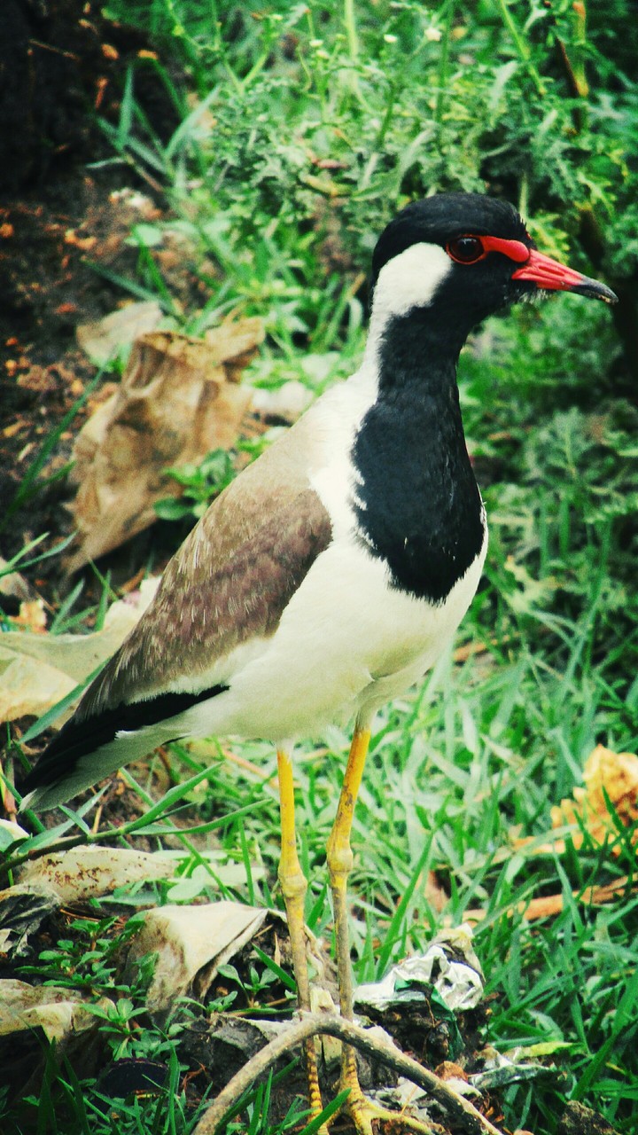 Katre Bird 