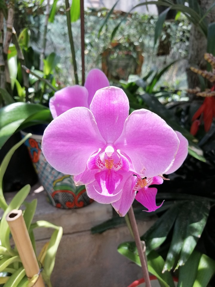 Orquídea