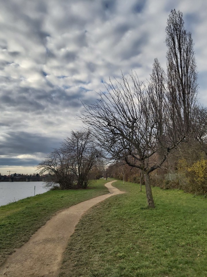 Trees on a cloudy day