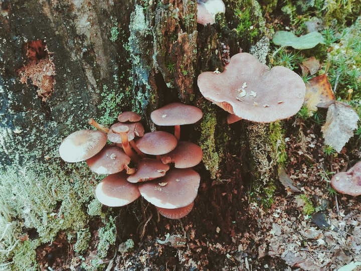 Mushrooms