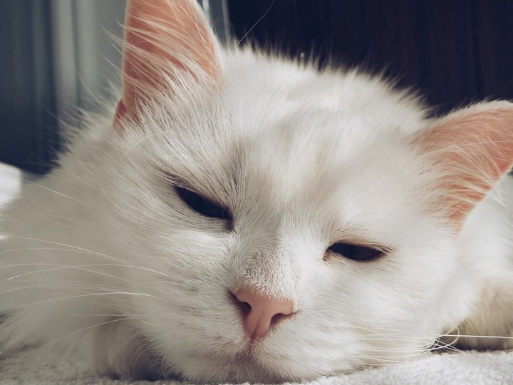 cat