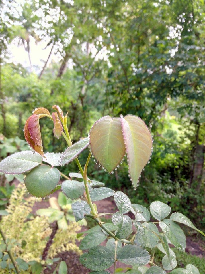 rose