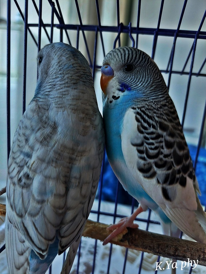 Любимци