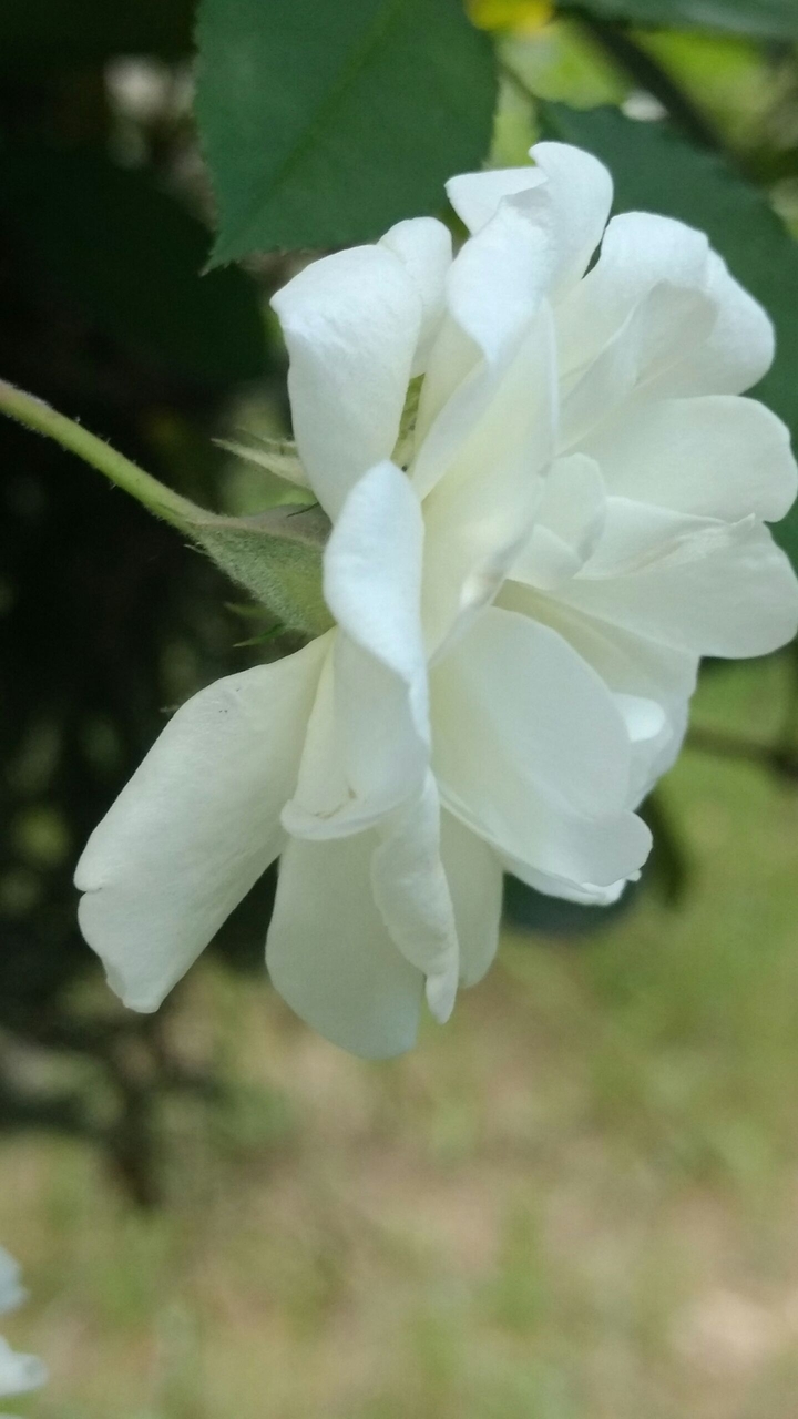 rosa branca