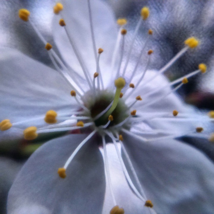 some flower