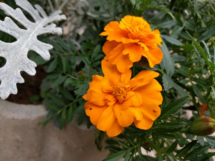 Flowers