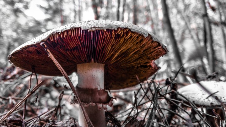 B&W mushroom