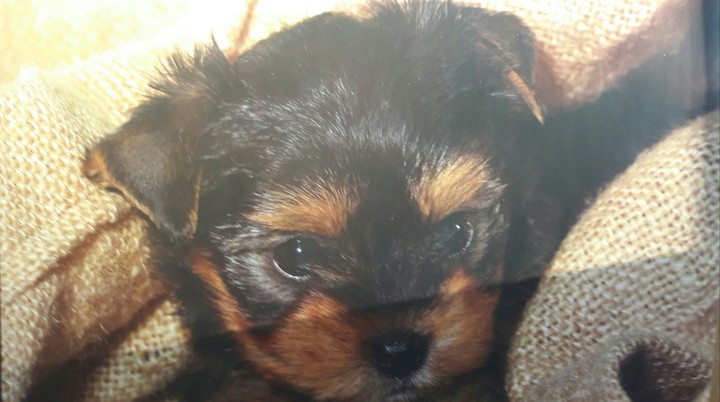 my dog
