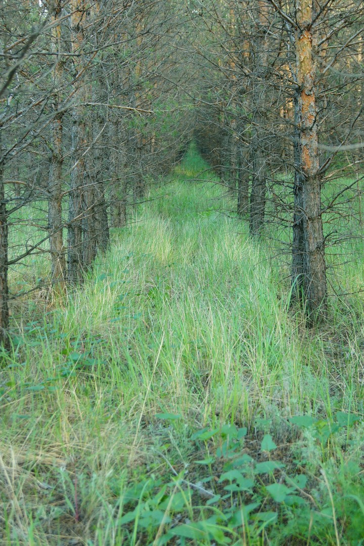 magic forest