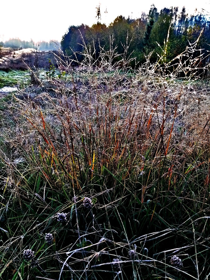 nature?