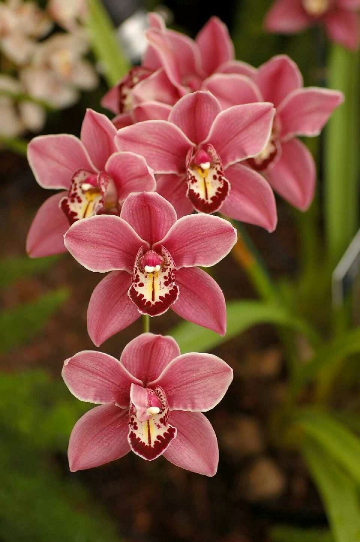 pink orchid