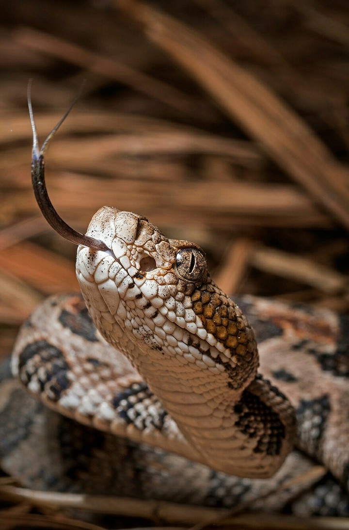 snake