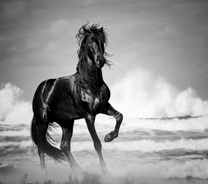 horse