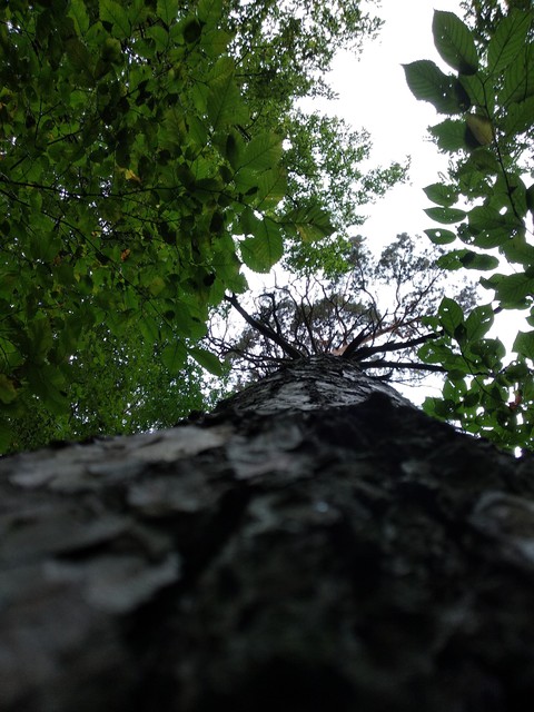 small forest, big trees