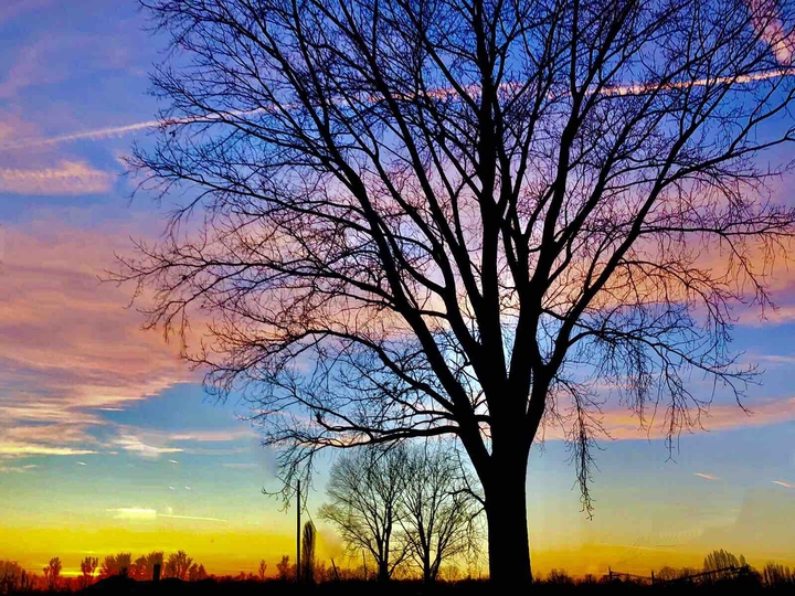trees